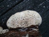 Trametes gibbosa image