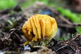 Tricholomopsis rutilans image