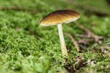 Pluteus romellii image