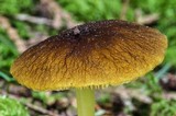 Pluteus romellii image