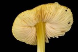 Pluteus romellii image