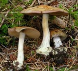 Cortinarius fuligineofolius image