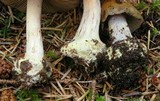 Cortinarius fuligineofolius image