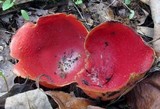 Sarcoscypha austriaca image