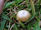 Stropharia coronilla image