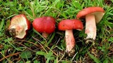 Russula sanguinaria image