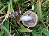 Stropharia coronilla image