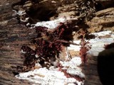 Arcyria ferruginea image