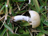 Stropharia coronilla image