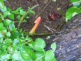 Phallus rubicundus image