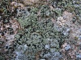 Leprocaulon microscopicum image