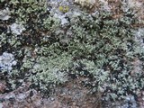 Leprocaulon microscopicum image