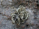 Ramalina siliquosa image