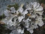 Lobaria scrobiculata image