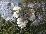 Lobaria scrobiculata image