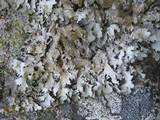Parmelia saxatilis image