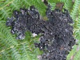 Parmelia saxatilis image