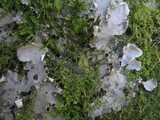 Peltigera praetextata image