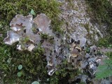 Peltigera praetextata image