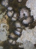 Lasallia pustulata image