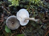 Cantharellula umbonata image