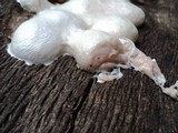 Reticularia lycoperdon image
