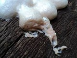 Reticularia lycoperdon image