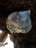 Reticularia lycoperdon image