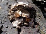 Reticularia lycoperdon image