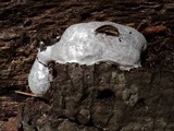 Reticularia lycoperdon image