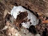 Reticularia lycoperdon image