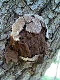 Reticularia lycoperdon image