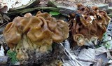Gyromitra korfii image
