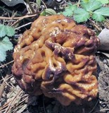 Gyromitra korfii image