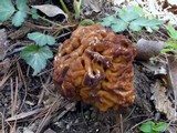 Gyromitra korfii image