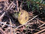 Phylloporus arenicola image