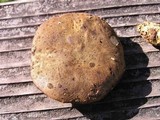 Phylloporus arenicola image