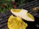 Phylloporus arenicola image