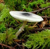 Lepiota atrodisca image