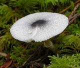 Lepiota atrodisca image