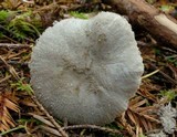Amanita farinosa image