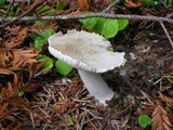 Amanita farinosa image