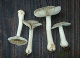 Amanita farinosa image
