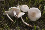 Lepiota erminea image