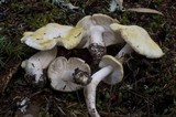 Tricholoma arvernense image
