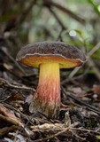 Boletus leptospermi image