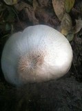 Pluteus petasatus image