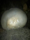 Pluteus petasatus image