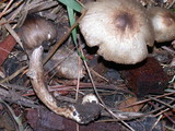 Inocybe fuscodisca image