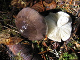 Tricholoma portentosum image
